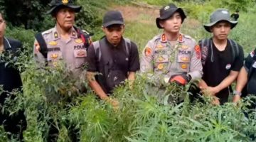 Tembus Hutan Gunung Tor Sihite Selama Tujuh Jam, Kapolres Madina Pimpin Pemusnahan Tiga Ribu Batang Ganja Siap Panen di Lereng Pegunungan