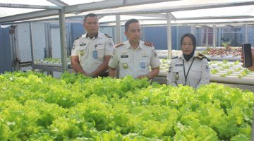 Dari Balik Tembok Pemasyarakatan, Tumbuh Sayuran dan Harapan untuk Masa Depan